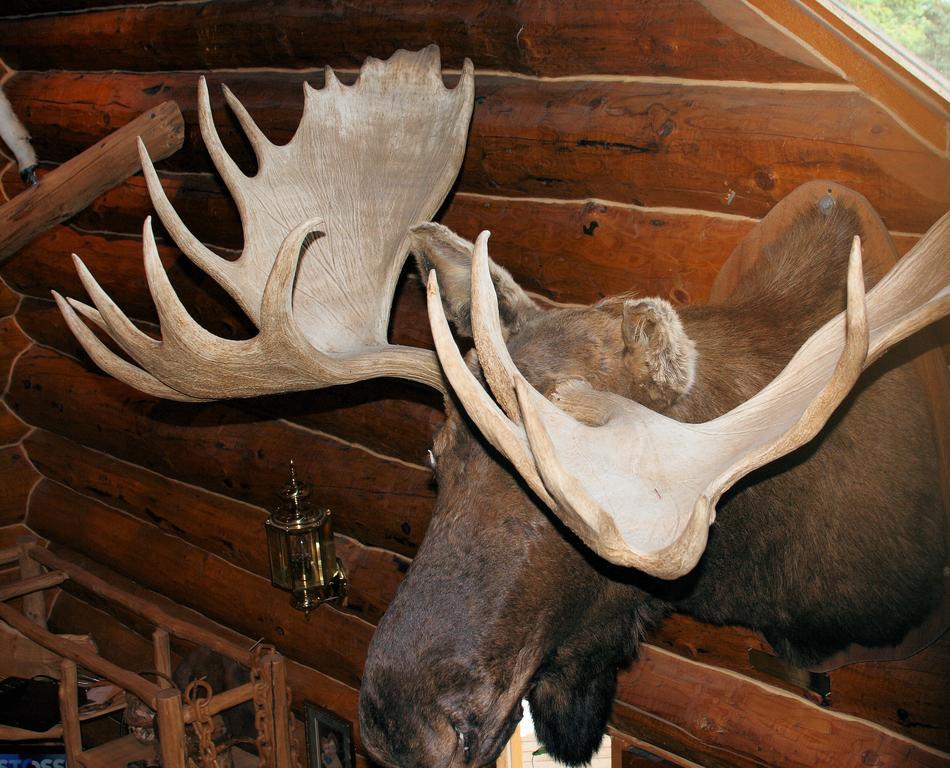 Wise Old Hunter Lodge Anchor Point Zimmer foto