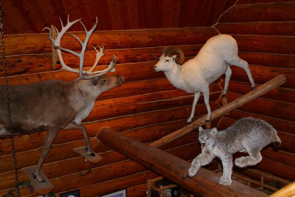 Wise Old Hunter Lodge Anchor Point Zimmer foto